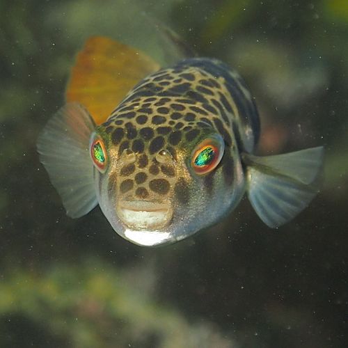 Smooth toadfish